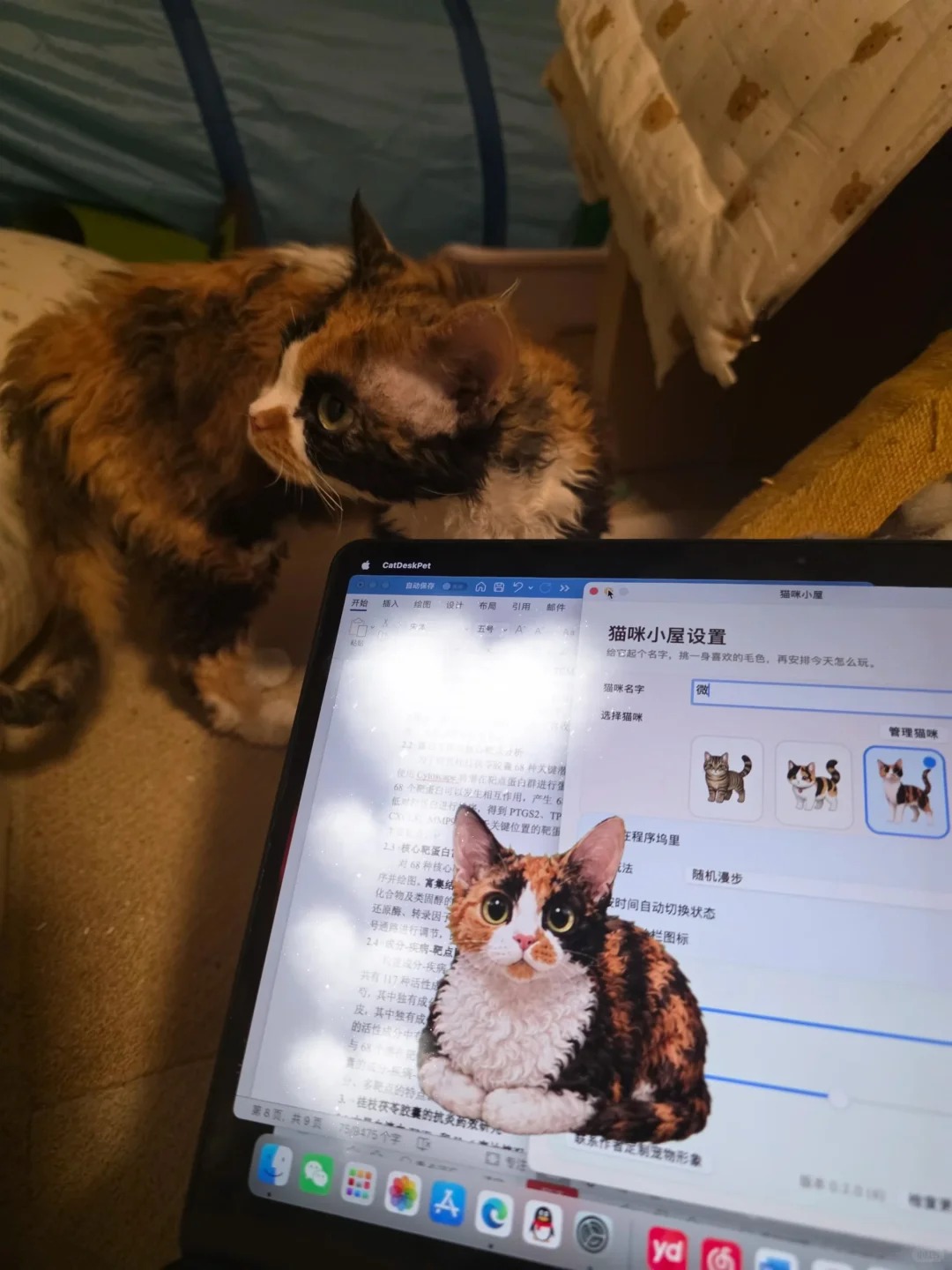 A real cat beside a desktop pet character